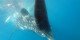 Philippines - 2012-01-16 - 138 - Whale Shark Beach